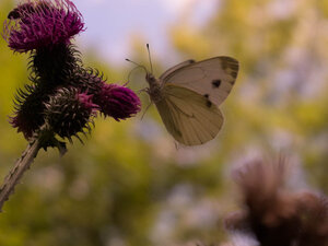 Schmetterling der zu einer Blume fliegt